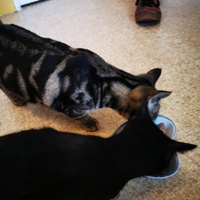 photo de livraison pour Les Chats Libres de Joinville
