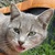 photo animal