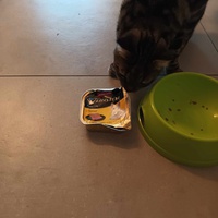 photo de livraison pour L'école du Chat d'Ollioules