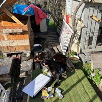 photo de livraison pour Les chats Port-Saint-Louisiens