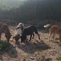 photo de livraison pour 4 Pattes Mogador