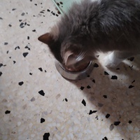 photo de livraison pour Chats Grains d'Amour