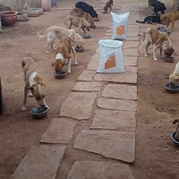 photo de livraison pour Help Adopt Moroccan Animals