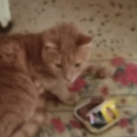 photo de livraison pour Chats Grains d'Amour