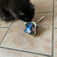 photo de livraison pour Les Chats lectourois