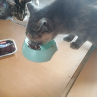 photo de livraison pour Cat Miaou