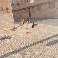 photo de livraison pour Comme Chiens et Chats Maroc