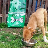 photo de livraison pour Beta Zajecar