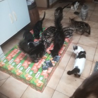 photo de livraison pour Aide Aux Chats Sans Logis
