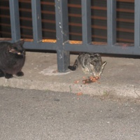 photo de livraison pour Chat Libre de l'Ile du Ramier