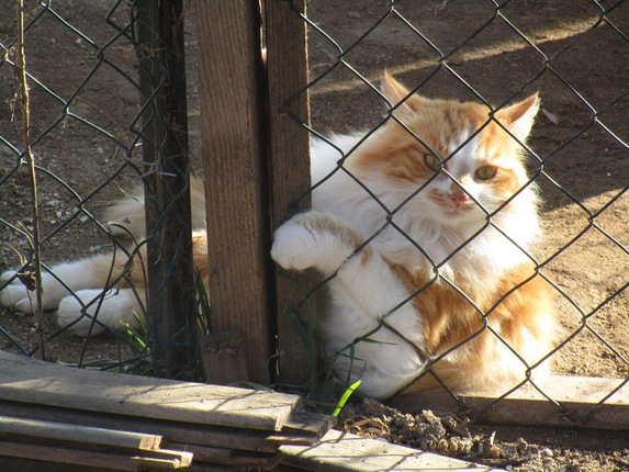Chats Libres De Beziers Chats Libres De Beziers Animal Webaction Chats Libres De Beziers Chats Libres De Beziers Animal Webaction