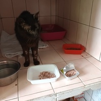 photo de livraison pour L'école du Chat d'Ollioules