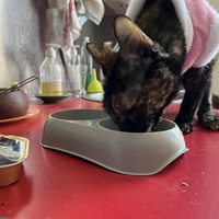 photo de livraison pour Association C.A.T.S. Chat Animal Terrien Solidarité