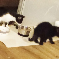 photo de livraison pour Les Chats d'Hauterive