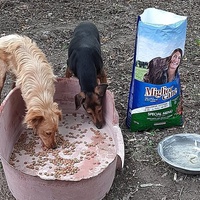 photo de livraison pour Azil za pse"Poslednja oaza"