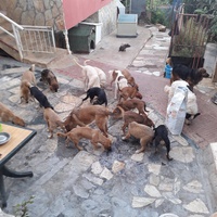 photo de livraison pour Tulay Avcı