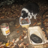photo de livraison pour Chat Libre de l'Ile du Ramier