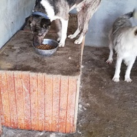 photo de livraison pour Sammelstelle für Tiere in Not e.V.