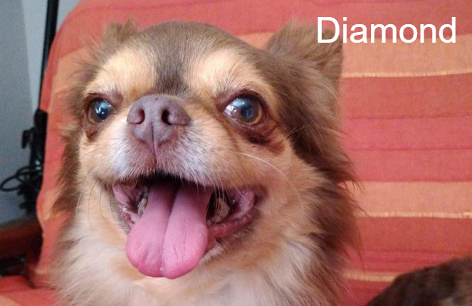 photo association