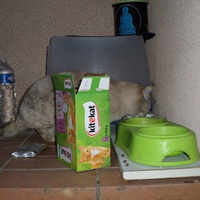 photo de livraison pour Amis des Chats de Cabestany