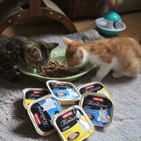 photo de livraison pour Les Chats'Pitres de la Presqu'île