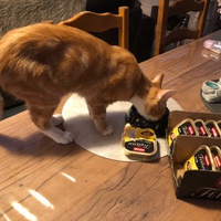 photo de livraison pour Les chats de l'Indifférence