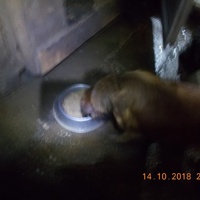 photo de livraison pour Pro Animals Finland ry