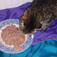 photo de livraison pour Protect Cat