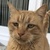 photo animal