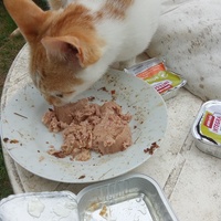 photo de livraison pour Chats Oubliés