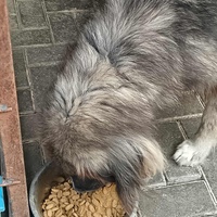 photo de livraison pour Civic Initiative Kane Korzo Skopje