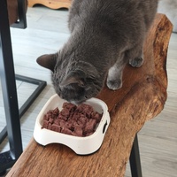 photo de livraison pour NAE-NUTTI - Les chats de la maison brûlée