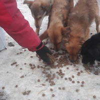 photo de livraison pour Nobody's Dog France
