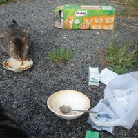photo de livraison pour Bien vivre avec les Chats Sallélois