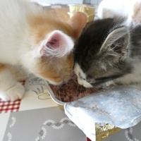 photo de livraison pour Jardin des Chats