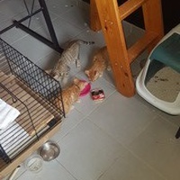 photo de livraison pour Leschatsmartinois
