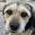 photo animal