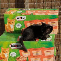 photo de livraison pour Aux Bonheurs des Aristochats