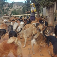 photo de livraison pour Sanctuaire de la Faune de Tanger (SFT)