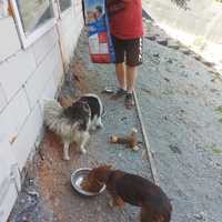 photo de livraison pour UZZŽ "Sretna Šapa"