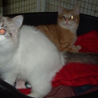 photo de livraison pour Chats du Quercy