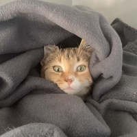 photo de livraison pour Cosette