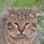 photo animal