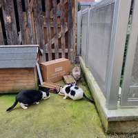 photo de livraison pour Les Chats'nonymes