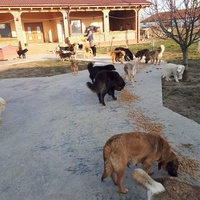 photo de livraison pour Asociatia Simba's Friends