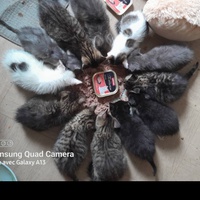 photo de livraison pour Pour l'Amour des Chats