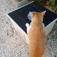 photo de livraison pour A pas de Velours