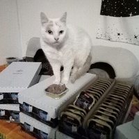 photo de livraison pour L'Arche de Marie - Mes Amours de Chats