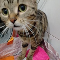 photo de livraison pour Chat Ami pour la Vie
