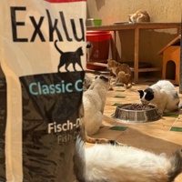 photo de livraison pour Le Coeur sur la Patte